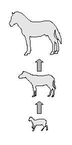 Proposed Evolutionary Development of the Horse
